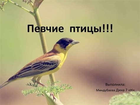 Певчие птицы - презентация онлайн