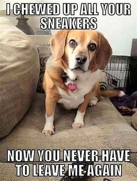 Funny Dog Memes With Captions at Sandra Madrigal blog