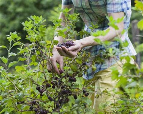 Pruning of the Blackcurrant and Currant bushes