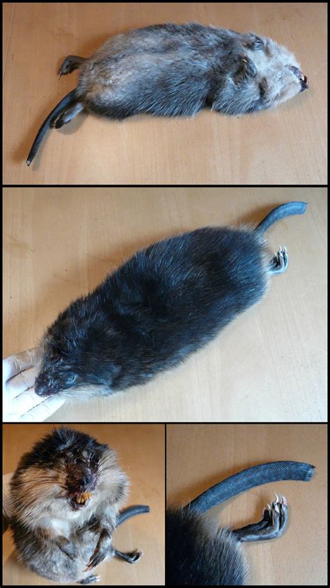 Anatomy: Muskrat by CabinetCuriosities on DeviantArt