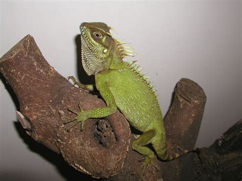 Акантозавр Натальи | zoo-ekzo.ru - Экзотические животные