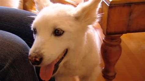 Dog's neck slashed in grooming accident | CBC News