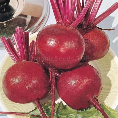 cadet organic beetroot seeds shipping    orders