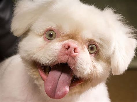 Why do experts warn not to breed albino dogs? | UKPets