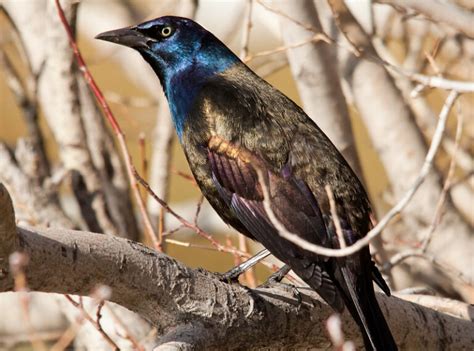 35 Common Birds You Can See In Maryland [ID Guide]