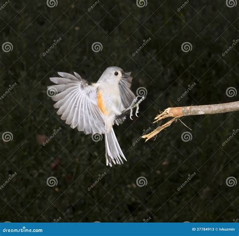 Tufted Titmouse (Baeolophus Bicolor) Flying Stock Image - Image of