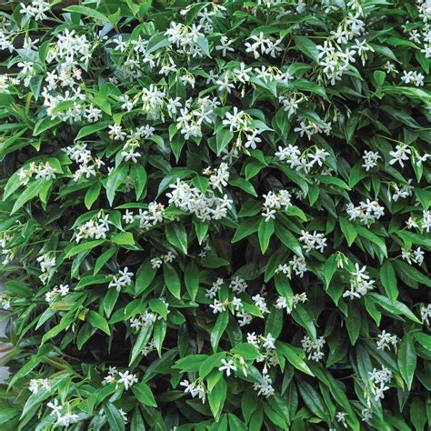Types Of Climbing Jasmine Plant at Liam Threlfall blog