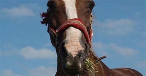 aberdeenshire horse attack sees animal die   stabbed