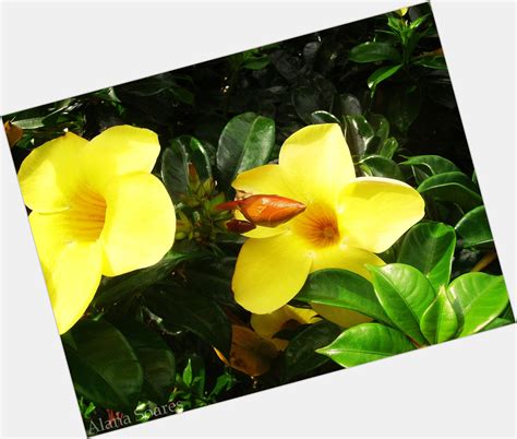 Alana Soares | Official Site for Woman Crush Wednesday #WCW