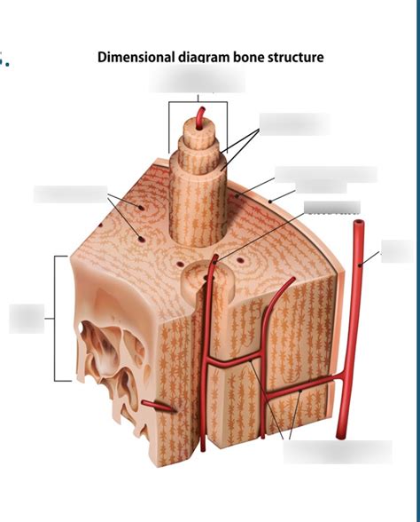 bone structure diagram diagram quizlet