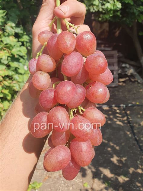 Соперник — pan-vin.com