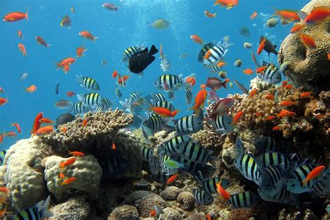 ikan hias air laut terbaik  mudah didapatkan  dipelihara