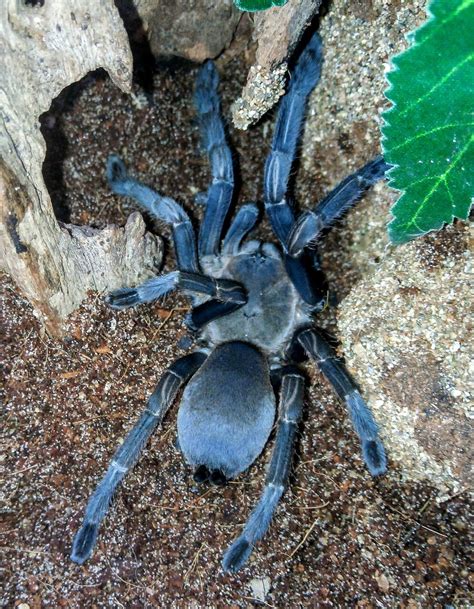 Sexy butt | Arachnoboards