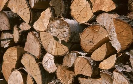 fire tree stock pictures editorial images  stock