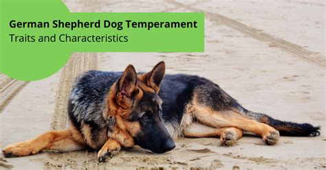 german shepherd dog temperament traits  characteristics