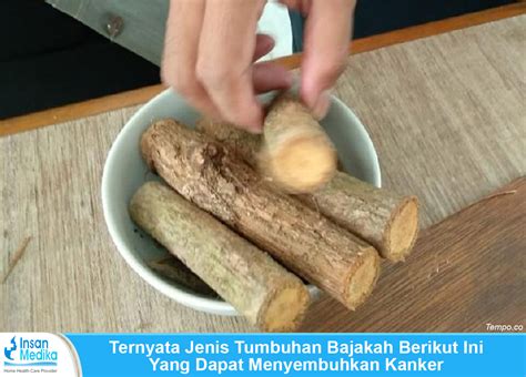 Ternyata Jenis Tumbuhan Bajakah Berikut Ini Yang Dapat Menyembuhkan