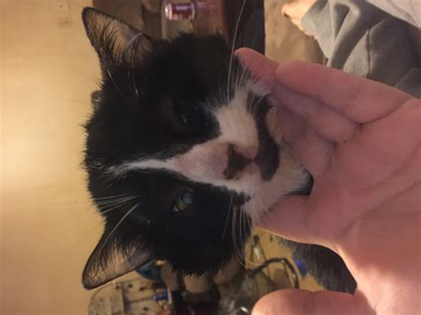 Cat Abscess Treatment Tips From a Veterinarian