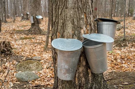 5 Ways To Eat Maple Syrup Straight From The Tree - Tree Journey