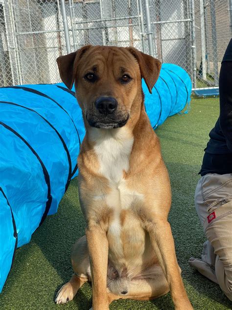 cabarrus county animal shelter 9