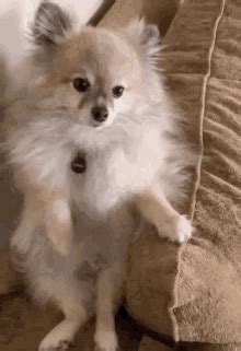It Do A Little Dance GIF - It Do A Little Dance - Discover & Share GIFs
