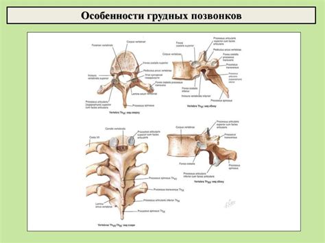 Виды костей человека и их соединения - online presentation