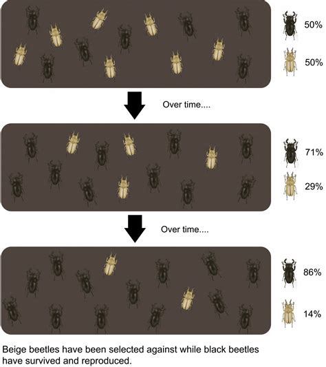 2.11 Mechanisms of Evolution: Natural Selection – The Evolution and