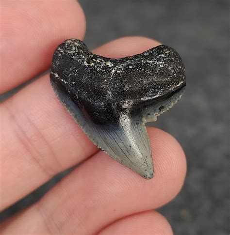 tiger shark teeth  sale authentic galeocerdo teeth fossil driven