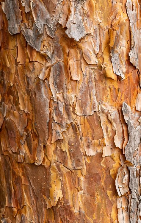 texture bark tree  photo  pixabay