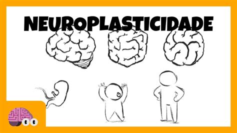 NEUROPLASTICIDADE CEREBRAL: O QUE É E O QUE NÃO É - YouTube