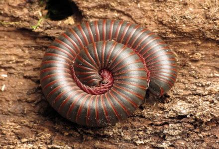 American Giant Millipede l Colorful Marvel - Our Breathing Planet