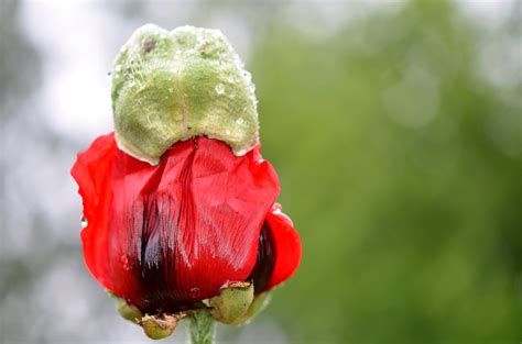 Free Images : nature, blossom, leaf, flower, petal, spring, green, red