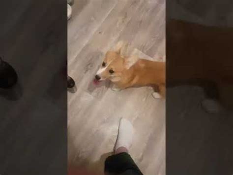 Жопка 🐕 - YouTube