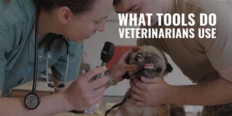 What Tools Do Veterinarians Use – Basic, Surgery & FAQ