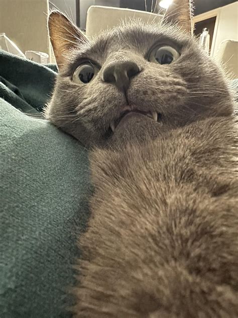 rare folded blep rblep