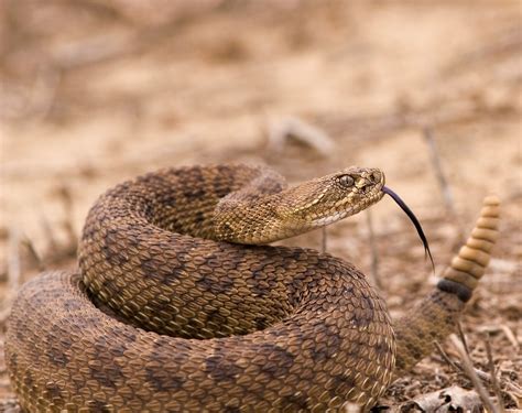 How do Snakes Inject Venom with Their Bite? Navigating Snake Season in ...