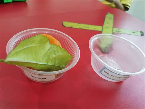 Sense of Smell... - Creative Kids Care Centre 百分创意教育中心