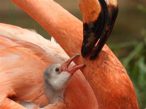 baby greater flamingo