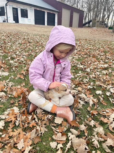 Pembroke Welsh Corgi Puppies Breeders, For Sale + Adoption, MN