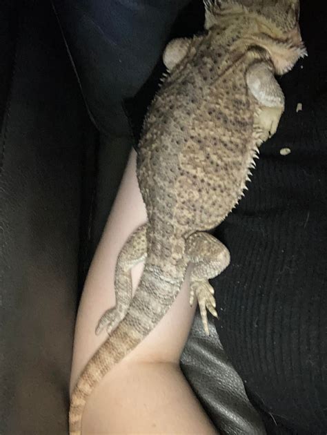 all of Sor's strange positions 😭 : r/BeardedDragons