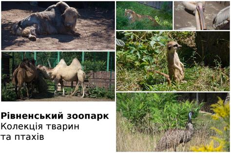 Рівненський зоопарк | Туристичний елементаль