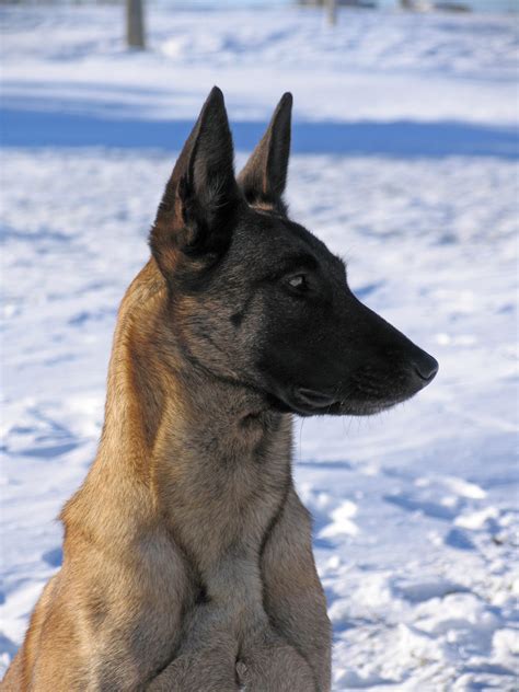 Malinut PageMinivan Crate Platform - Malinut Page