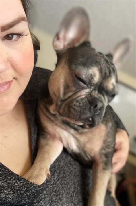 After Surgery Recommendations : r/Frenchbulldogs