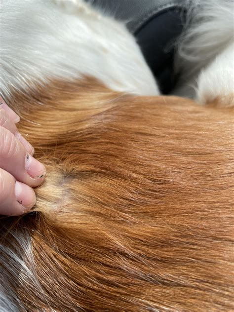 Understanding the Double Coated Dogs-Puainta®