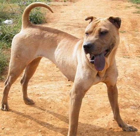 Image result for traditional shar pei | Hündin, Hunde, Erste hilfe