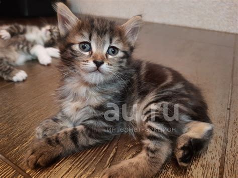Котята бобтейлы — купить в Красноярске. Кошки, котята на интернет ...