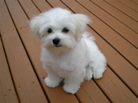 morkie dog  maltese yorkie mix animal corner