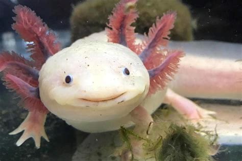 Mengenal Axolotl, Hewan Lucu Yang Hidup Di Air, Bukan Ikan dan Bukan ...