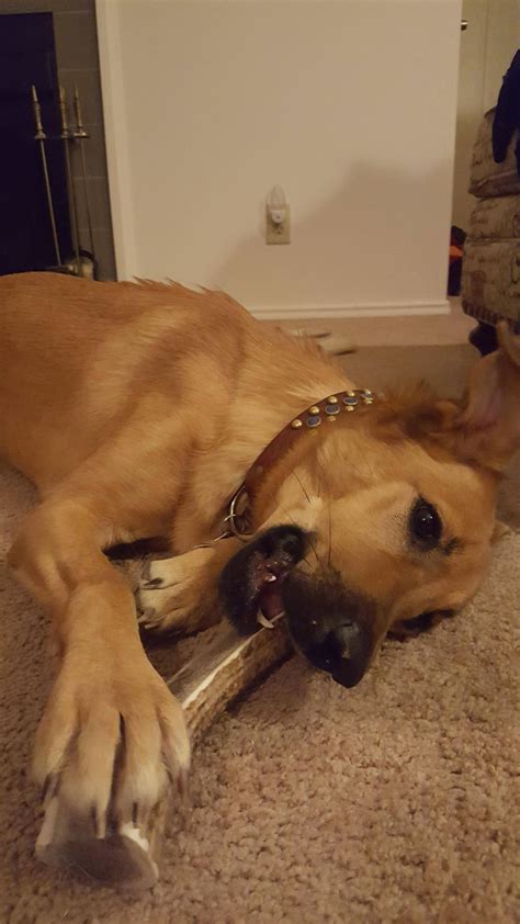 [Help] My dog's skin is very dry...how can I help? : r/dogs