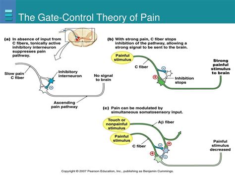 PPT - Sensory Physiology PowerPoint Presentation, free download - ID