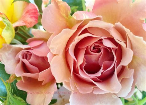 Mad for Mauve | Flowers, Flower power, Plants